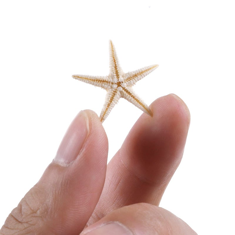PPCLION 100 Pcs Small Starfish Star Sea Shell Beach for Craft 0.4"-1" - Image 3