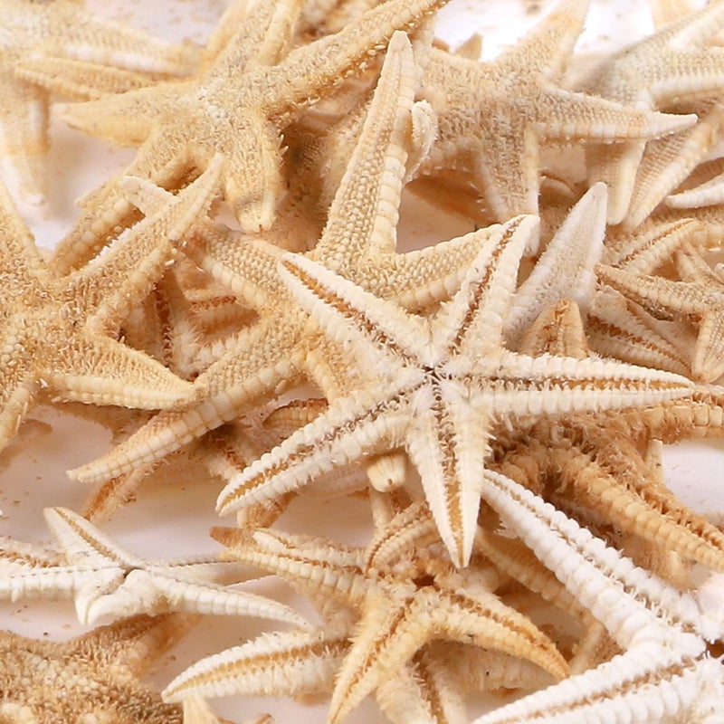PPCLION 100 Pcs Small Starfish Star Sea Shell Beach for Craft 0.4"-1" - Image 4