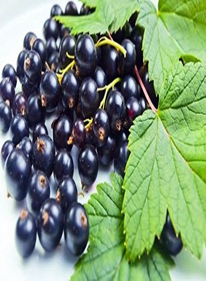 Nature Tea Black Currant Black Tea - Loose Black Tea Blend from 100% Nature (8 oz) - Image 4