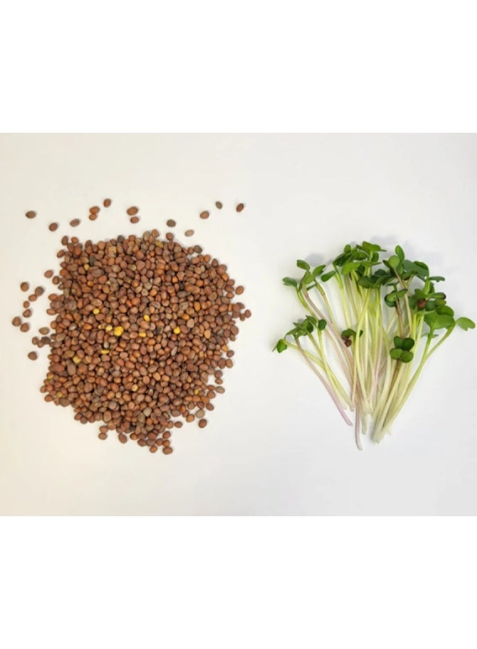 300PCS Radish Microgreen Seeds  Sprouting Radish Garden Seeds - Image 2