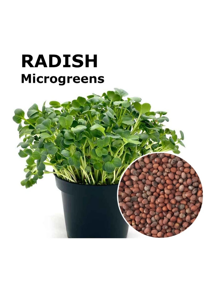 300PCS Radish Microgreen Seeds  Sprouting Radish Garden Seeds - Image 1