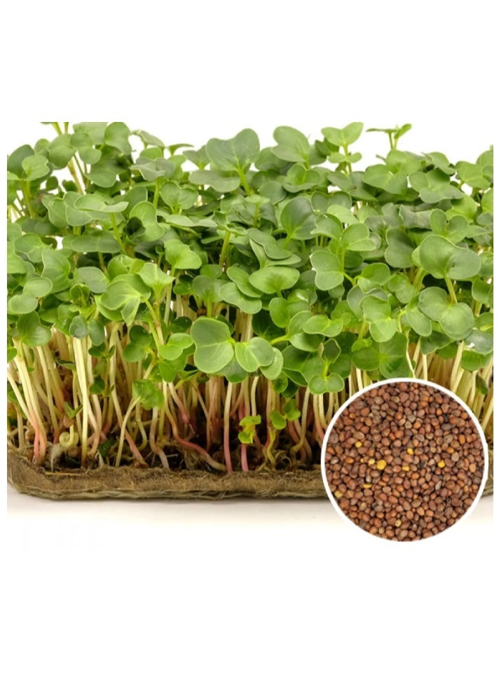 300PCS Radish Microgreen Seeds  Sprouting Radish Garden Seeds - Image 3