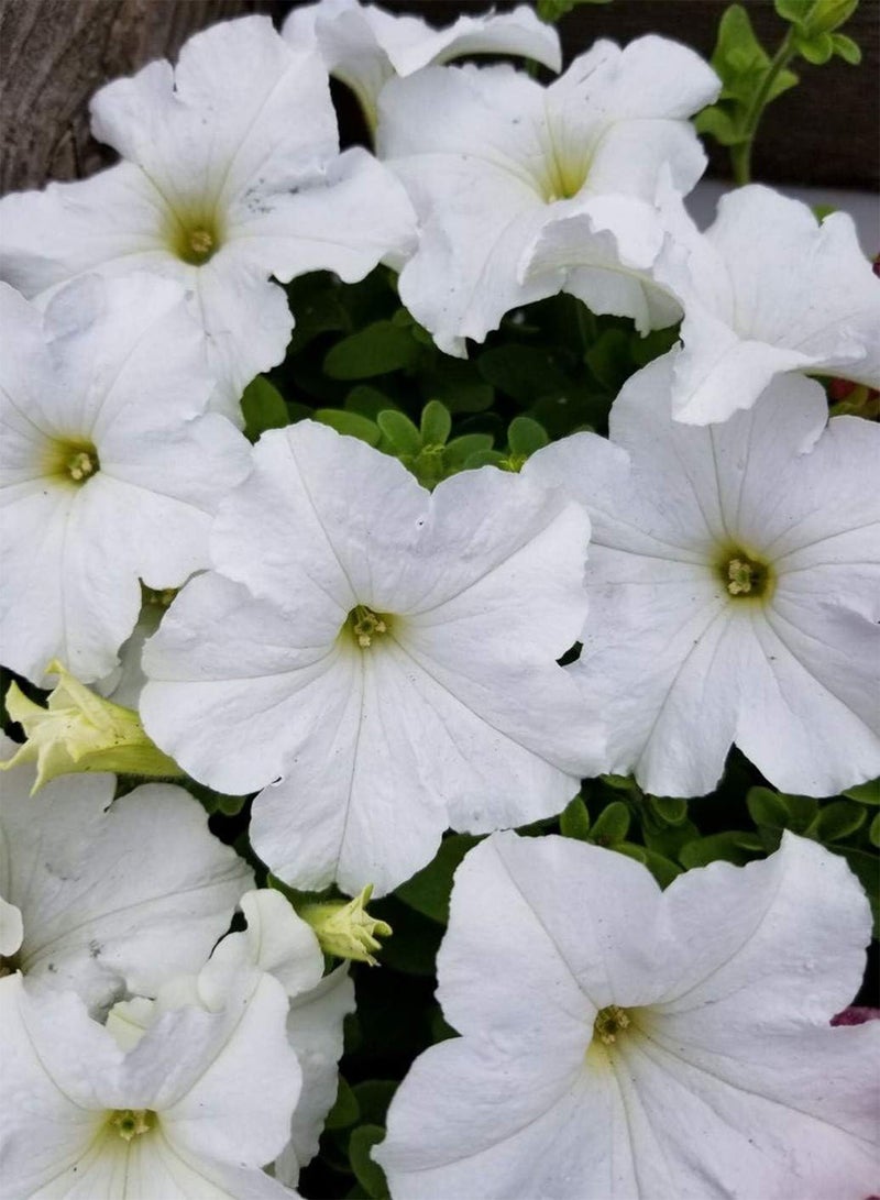 GGOOT 100 Petunia Nana Compacta Snowball Snow Ball White Seeds - 100 Seeds