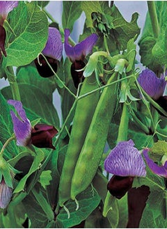Purple Snow Pea Seeds - Dwarf Plants with Delicate Purple Flowers, Crunchy Green Pods, Ideal for Containers and Garden Rows, Non-GMO (25 Grams)