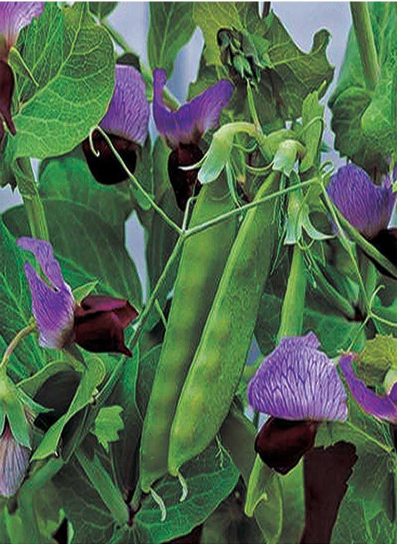 GGOOT - Purple Snow Pea Seeds - Dwarf Plants with Delicate Purple Flowers, Crunchy Green Pods, Ideal for Containers and Garden Rows, Non-GMO (25 Grams) - Image 1