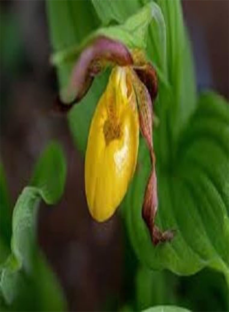 GGOOT 70pcs Lady's Slipper Flower Seeds - Image 1