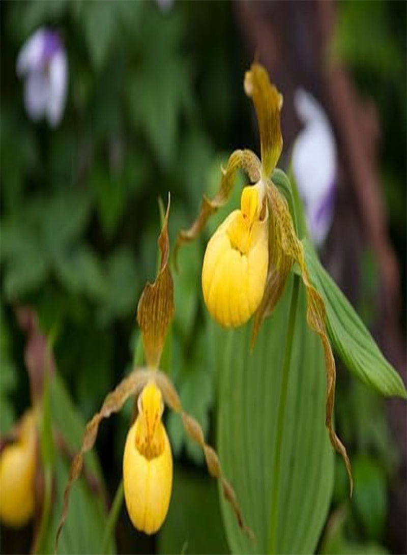 GGOOT 70pcs Lady's Slipper Flower Seeds - Image 2