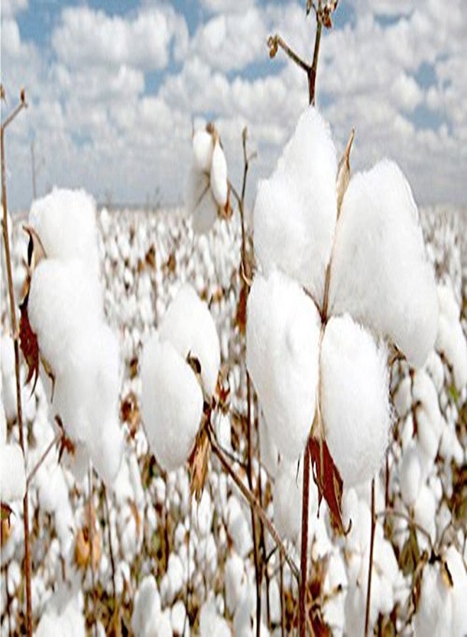 XMHF 2Pack Cotton Swabs Natural Double Tipped Cotton Buds with Strong Wooden Sticks, Cruelty-Free Ear Swabs - Image 4