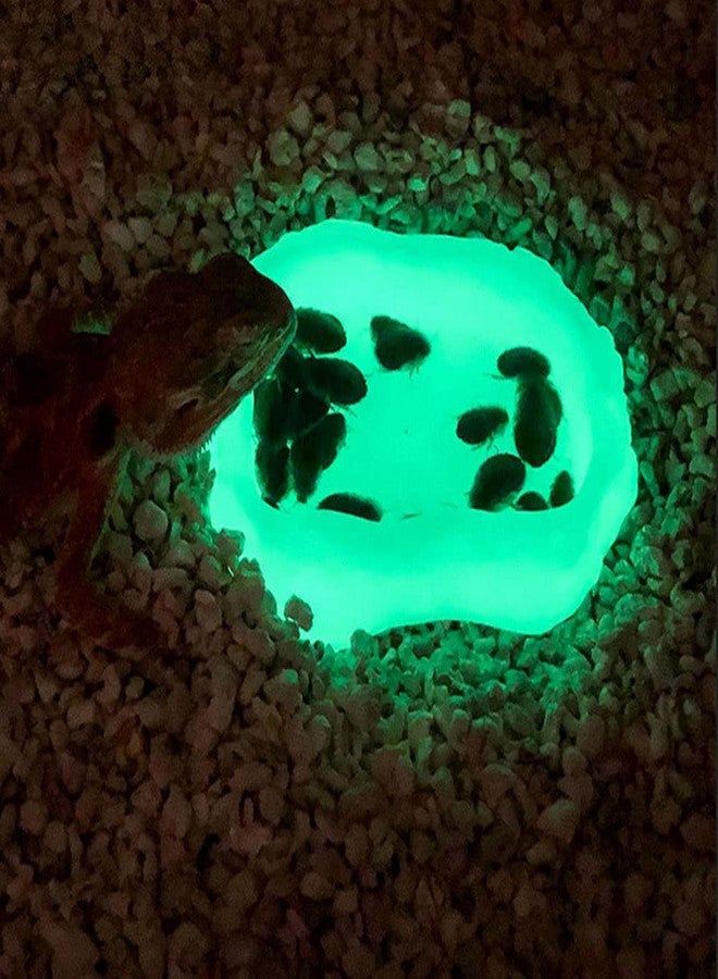 Abustle pig Reptile Water Dish,Resin Reptile Rock Food Feeder Bowl, Water and Food Bowl,Terrarium Decor for Leopard Gecko, Lizard,Spider,Turtle,Scorpion, Chameleon,Hermit Crabs (M, Green-Glow in Dark) - Image 2