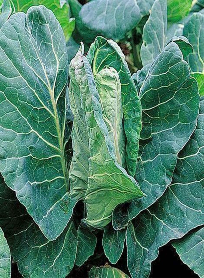 GGOOT 335 Seeds of Cabbage Greyhound Fresh Vegetable