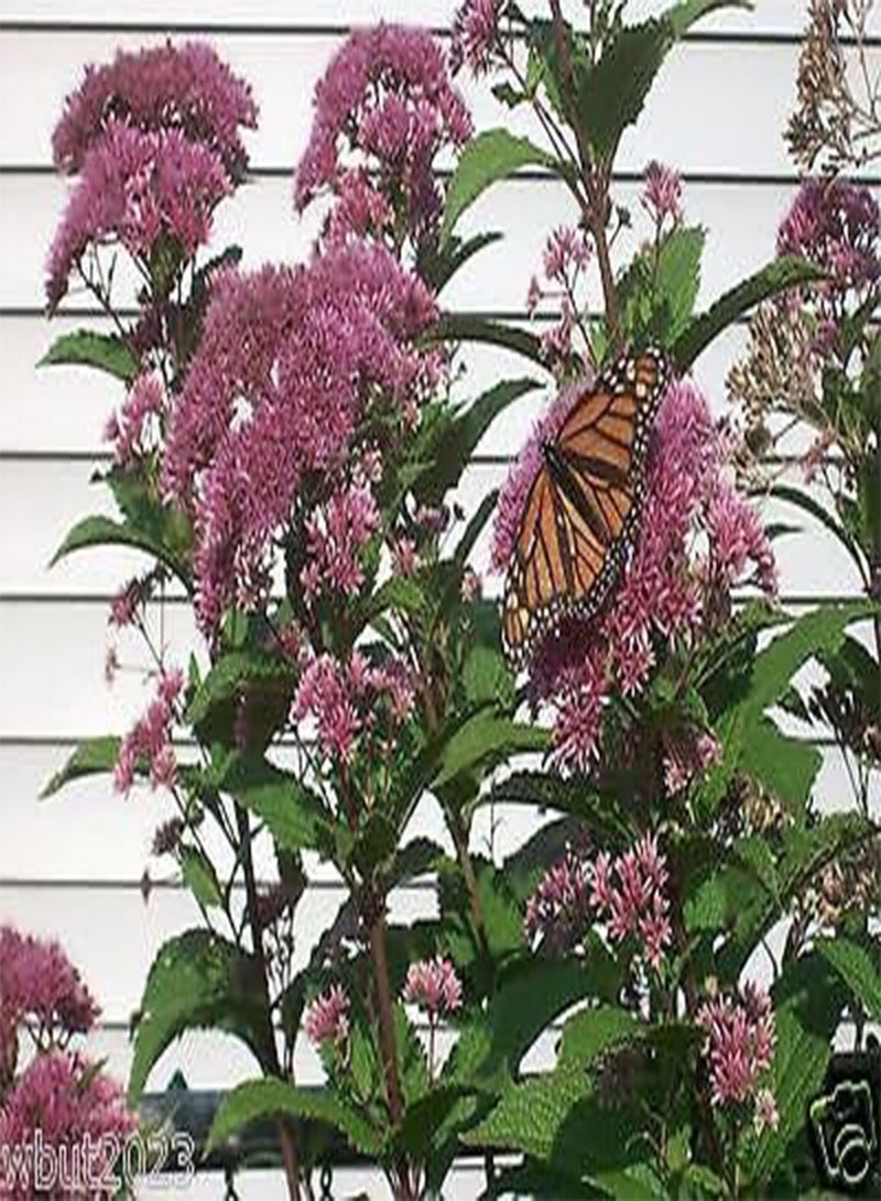 جي جوت يوباتوريوم- جو باي ويد، بذور الزهور، واحدة من أكثر النباتات المحلية تنوعا! - Image 1