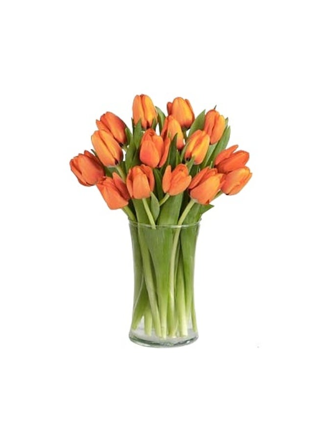 Royal Orange Tulips
