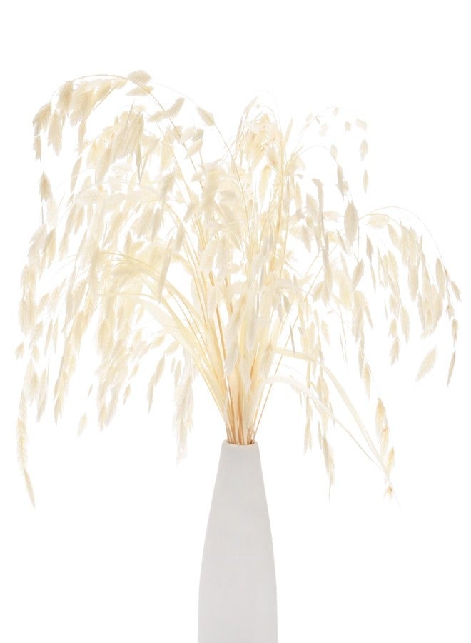مجموعة M METERXITY المكونة من 20 قطعة من العشب المجفف، باقة زهور تشاسمانثيوم مجففة بطول 17 بوصة، عشب الشوفان المجفف لملء المزهريات / ديكور المنزل، تنسيق الزهور المجففة، نبات حقيقي مع سيقان خضراء [أبيض كريمي] - Image 1