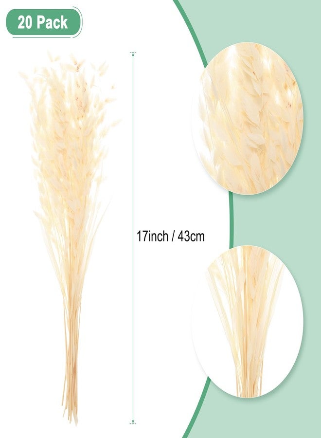 مجموعة M METERXITY المكونة من 20 قطعة من العشب المجفف، باقة زهور تشاسمانثيوم مجففة بطول 17 بوصة، عشب الشوفان المجفف لملء المزهريات / ديكور المنزل، تنسيق الزهور المجففة، نبات حقيقي مع سيقان خضراء [أبيض كريمي] - Image 3