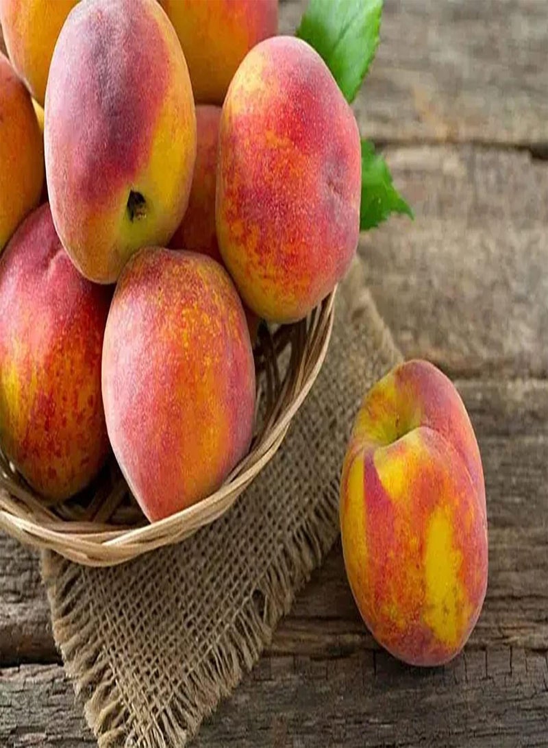 GGOOT 10pcs Peach Seeds Planted on Balcony to Form Beautiful Gardening Landscape for Visual Enjoyment Fruity Aroma Attracts Bees Butterflies - Image 2