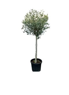 DUBAI GARDEN CENTRE Dubai Garden Centre 1 Head Big Olea Europaea Olive Tree, Green  - Image 1