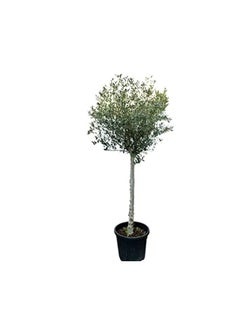 DUBAI GARDEN CENTRE Dubai Garden Centre 1 Head Big Olea Europaea Olive Tree, Green  - Image 2