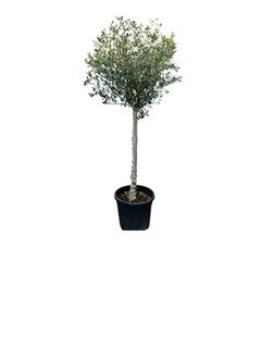 DUBAI GARDEN CENTRE Dubai Garden Centre 1 Head Big Olea Europaea Olive Tree, Green  - Image 3