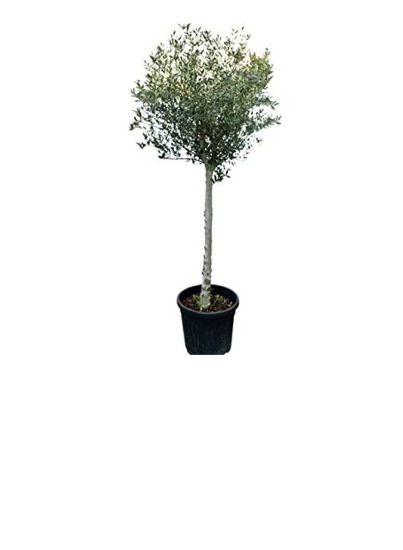 دبي جاردن سنتر 1 رأس كبير شجرة زيتون أوليا يوروبا ، خضراء - Image 3