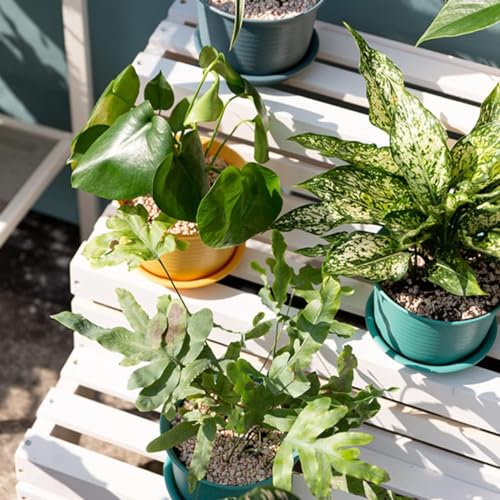 INKULTURE Plastic Round Flower Pots with Tray for Home Planters, Terrace, Garden Etc | Pack of 05 | Multicolor | Size 8 Inch | for Home Indoor & Outdoor Gardening Plants - Image 2