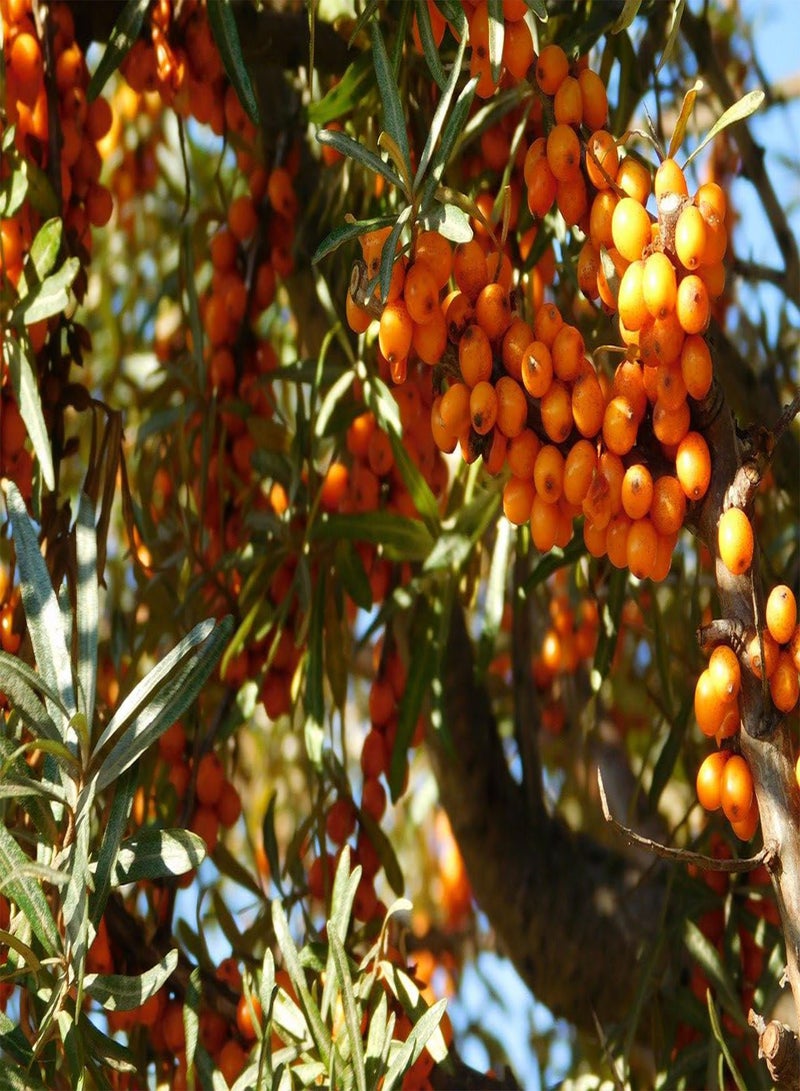 GGOOT Sea Buckthorn Seeds