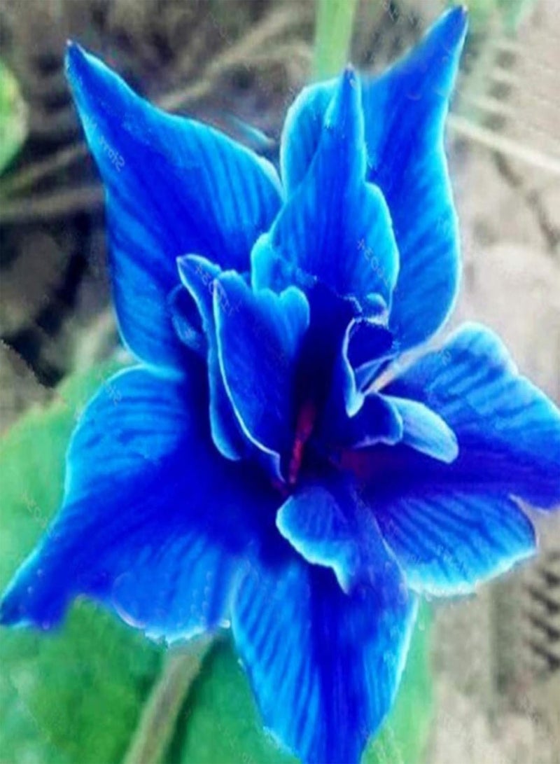 جي جوت 50 قطعة/حقيبة من بذور زهور يوستوما، بذور زهور جميلة عطرة للزراعة في الحديقة أو الفناء أو الهواء الطلق، 1 بذور زهور يوستوما - Image 3