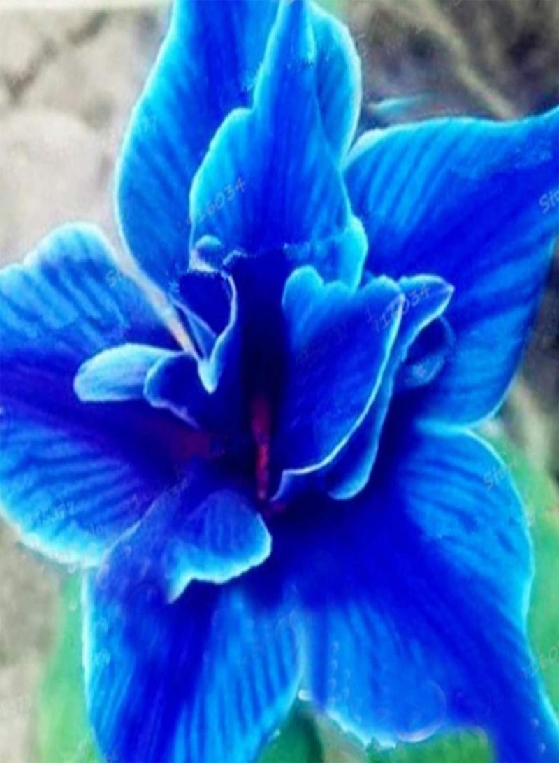 جي جوت 50 قطعة/حقيبة من بذور زهور يوستوما، بذور زهور جميلة عطرة للزراعة في الحديقة أو الفناء أو الهواء الطلق، 1 بذور زهور يوستوما - Image 4