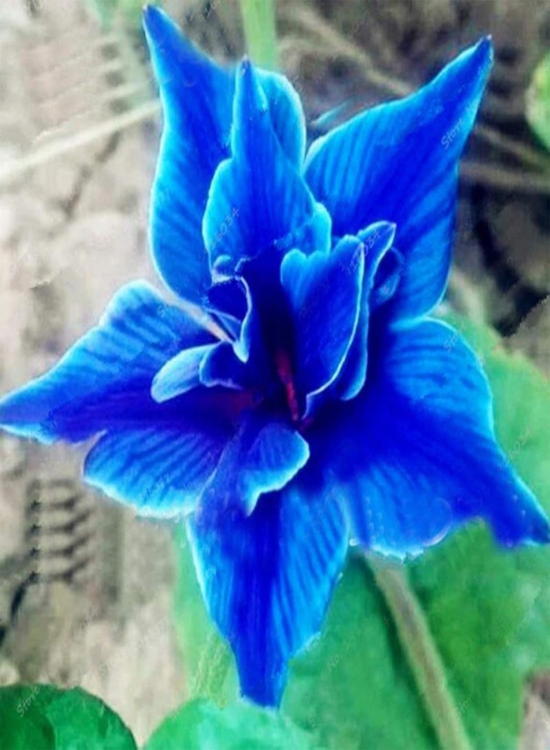 جي جوت 50 قطعة/حقيبة من بذور زهور يوستوما، بذور زهور جميلة عطرة للزراعة في الحديقة أو الفناء أو الهواء الطلق، 1 بذور زهور يوستوما - Image 2