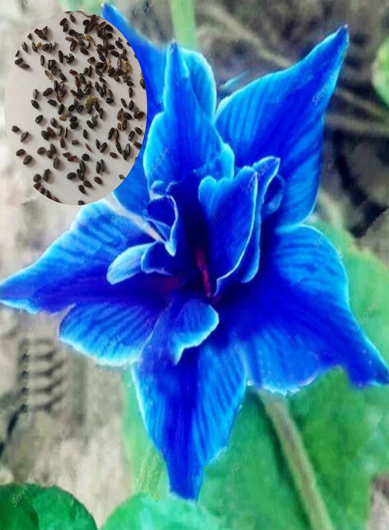 جي جوت 50 قطعة/حقيبة من بذور زهور يوستوما، بذور زهور جميلة عطرة للزراعة في الحديقة أو الفناء أو الهواء الطلق، 1 بذور زهور يوستوما - Image 1