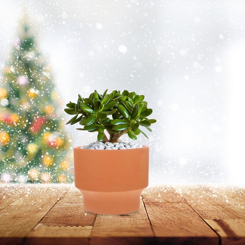 Terracotta Ceramic Flower Pot 14x12cm Breathable Succulent Planter Indoor Garden - Image 5