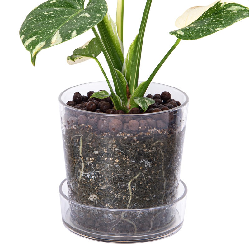 Phoenix Vine 65 Inch Clear Acrylic Planter Pot with Tray Orchid Pot with Drainage Holes Deep Saucer for Bottom Watering Transparent Containers for Indoor Plants Herbs Set of 1 91AF1