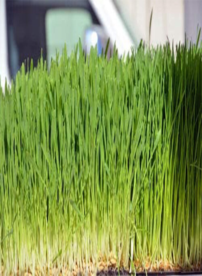 GGOOT Seeds, 8 Pounds, Oatgrass, Cat Oat Grass Dog Antioxidant Pets Avena Sativa pasto