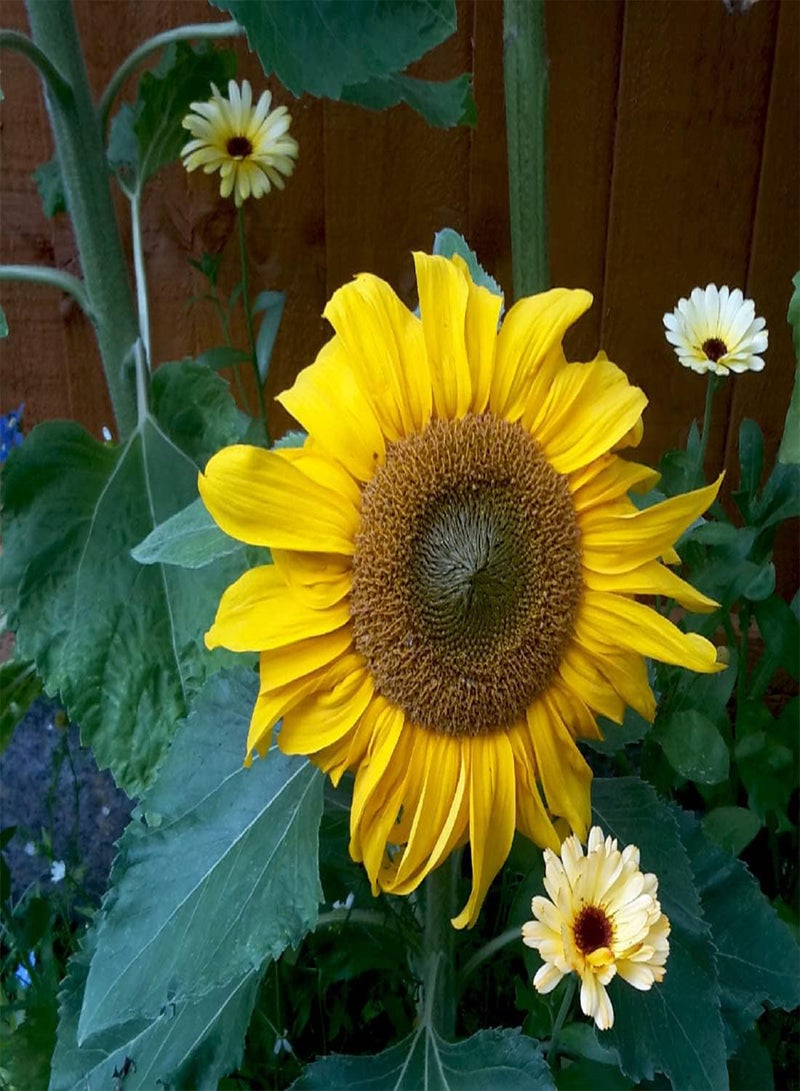 Sunflower Dwarf Sunspot - Helianthus Annuus Flower Seeds, Home Garden Planting by Heavy Torch, 200 Seeds