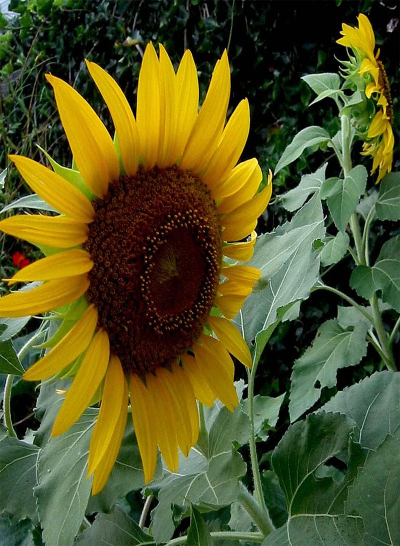 Sunflower Dwarf Sunspot - Helianthus Annuus Flower Seeds, Home Garden Planting by Heavy Torch, 200 Seeds