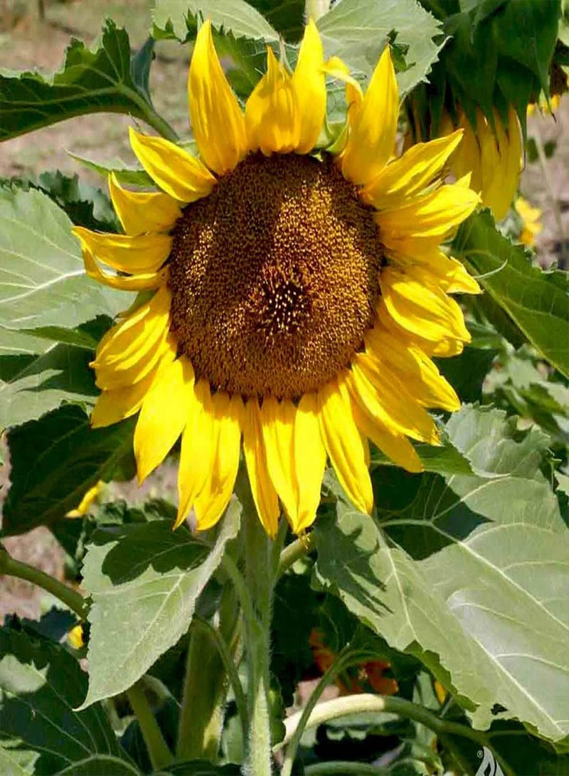 Sunflower Dwarf Sunspot - Helianthus Annuus Flower Seeds, Home Garden Planting by Heavy Torch, 200 Seeds