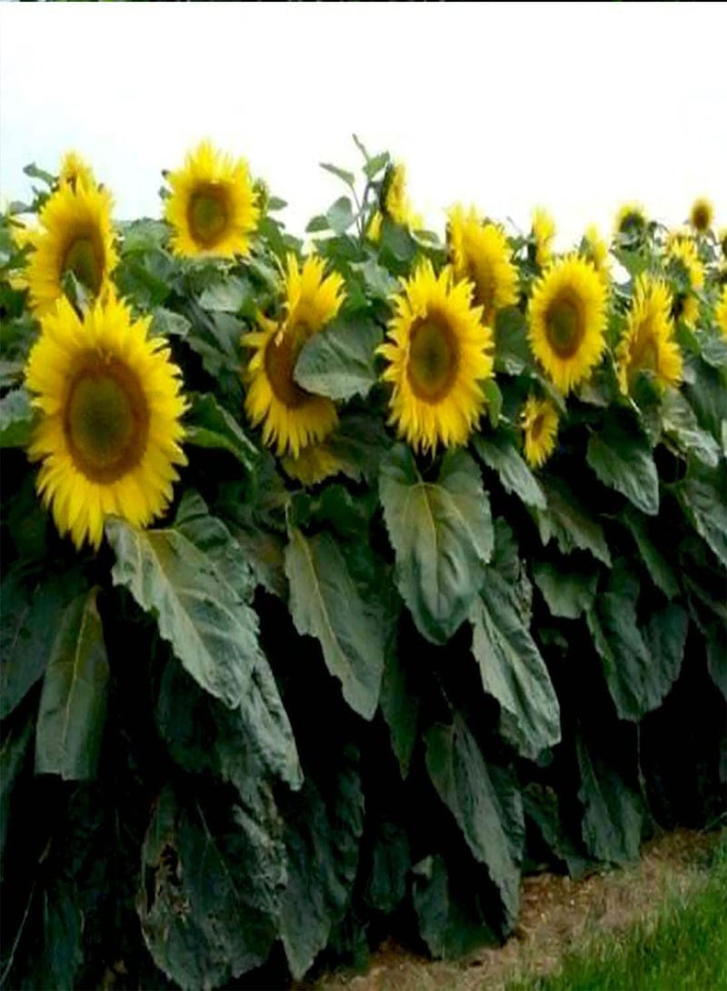 Sunflower Dwarf Sunspot - Helianthus Annuus Flower Seeds, Home Garden Planting by Heavy Torch, 200 Seeds