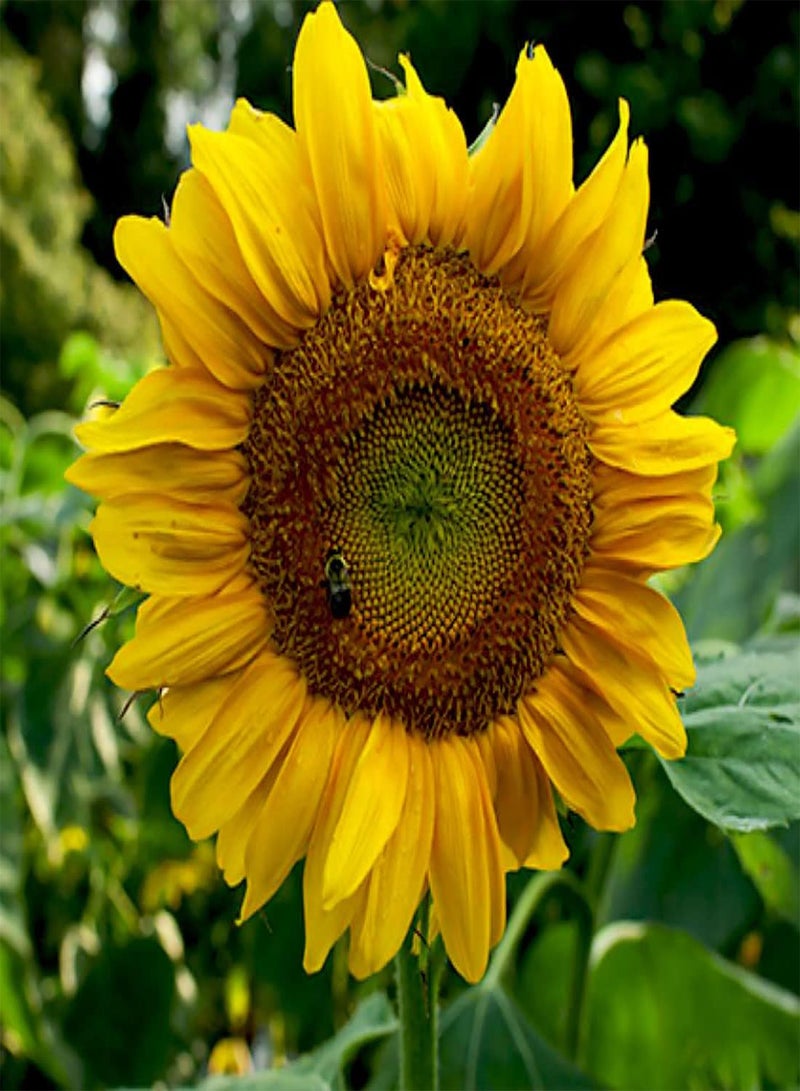 Sunflower Dwarf Sunspot - Helianthus Annuus Flower Seeds, Home Garden Planting by Heavy Torch, 200 Seeds