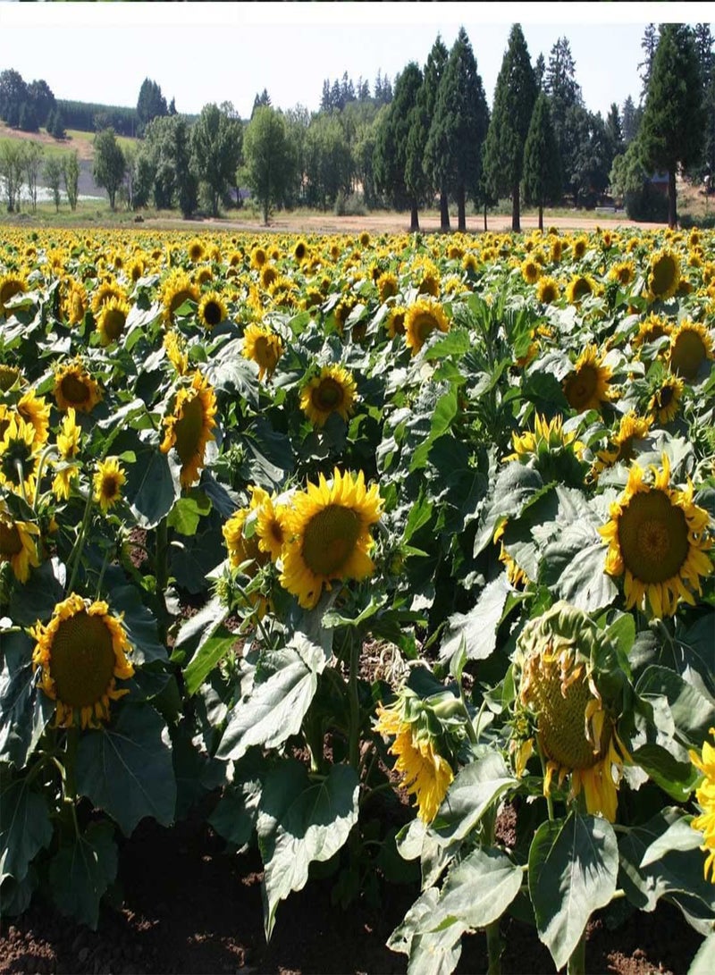 Sunflower Dwarf Sunspot - Helianthus Annuus Flower Seeds, Home Garden Planting by Heavy Torch, 200 Seeds