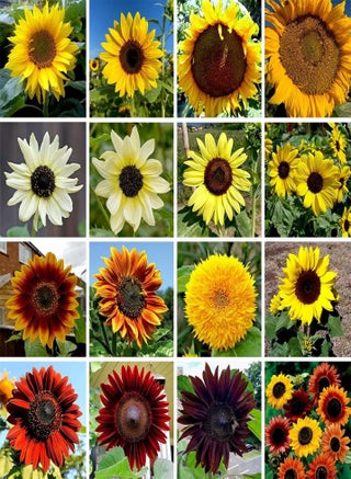 Sunflower Dwarf Sunspot - Helianthus Annuus Flower Seeds, Home Garden Planting by Heavy Torch, 200 Seeds - pzsku/ZBCF9F5825AF565E16853Z/45/1743077805/c7eaa925-ae10-4dfb-aa3e-9c03f83488dd