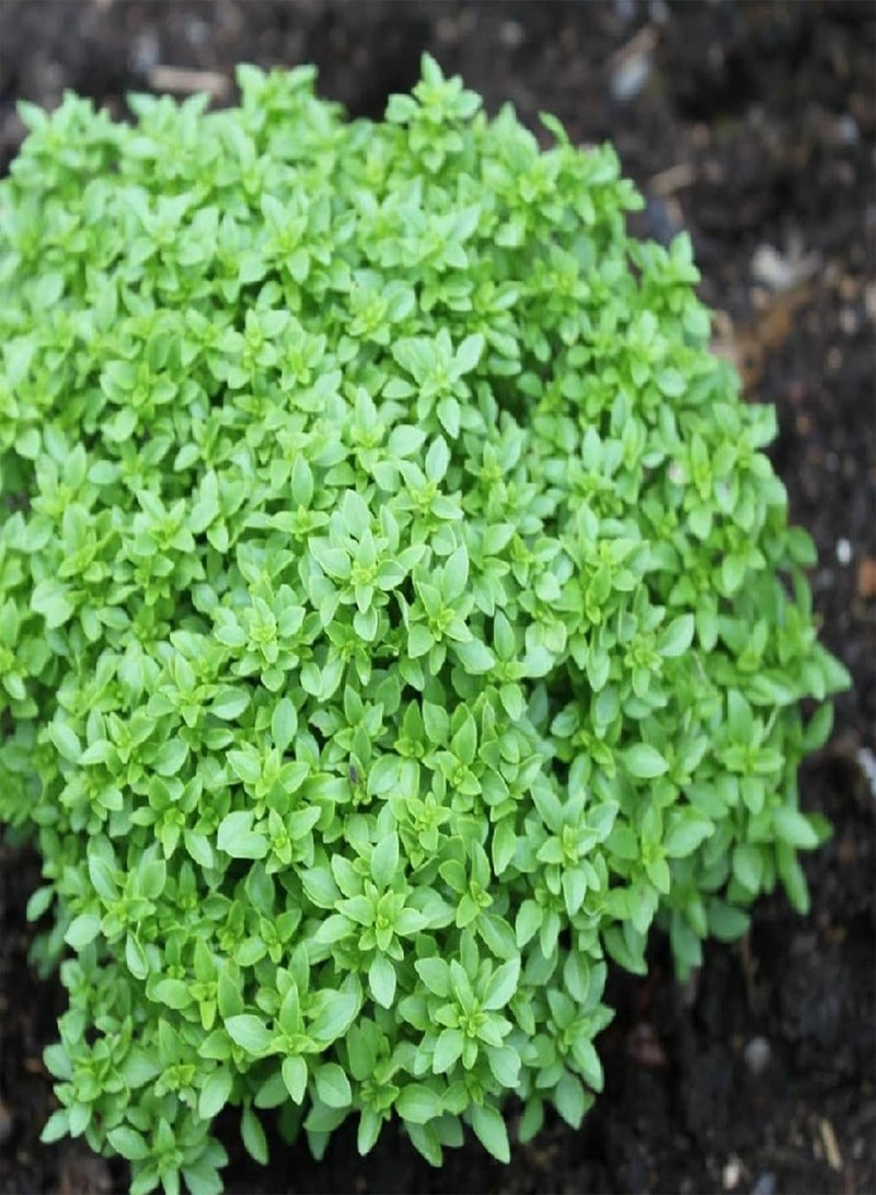 GGOOT Spicy Globe Basil Seed, Ocimum Basilicum 10 Seeds Spicy Taste Edible Culinary Herb Annual Plant Grows Quickly Great for Salad - Image 3