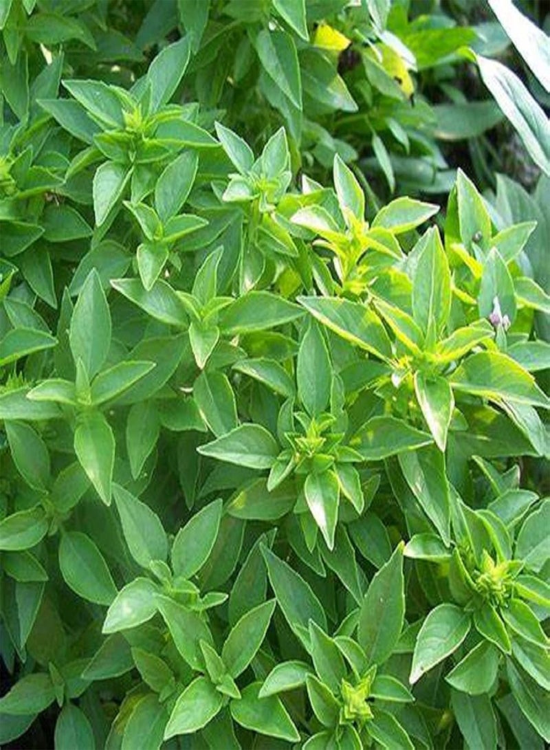 GGOOT Spicy Globe Basil Seed, Ocimum Basilicum 10 Seeds Spicy Taste Edible Culinary Herb Annual Plant Grows Quickly Great for Salad - Image 4