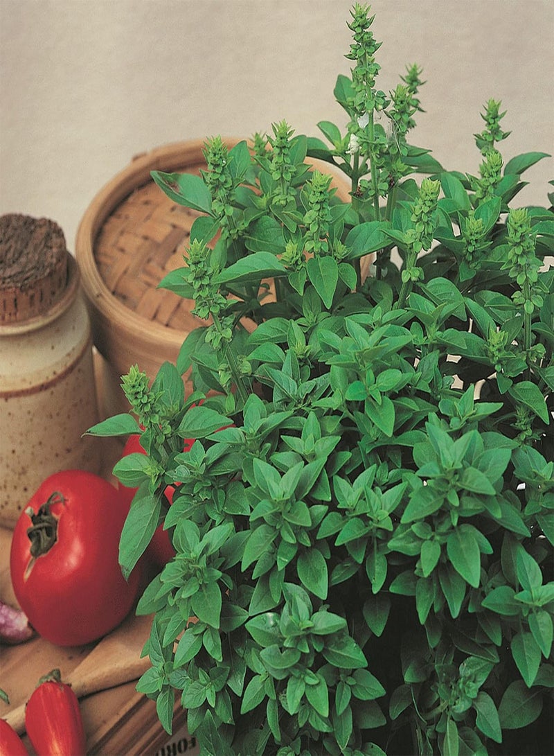 GGOOT Spicy Globe Basil Seed, Ocimum Basilicum 10 Seeds Spicy Taste Edible Culinary Herb Annual Plant Grows Quickly Great for Salad - Image 1