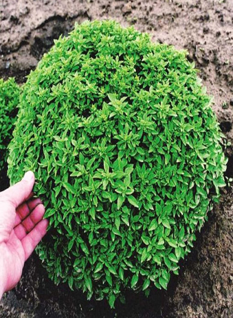 GGOOT Spicy Globe Basil Seed, Ocimum Basilicum 10 Seeds Spicy Taste Edible Culinary Herb Annual Plant Grows Quickly Great for Salad - Image 2