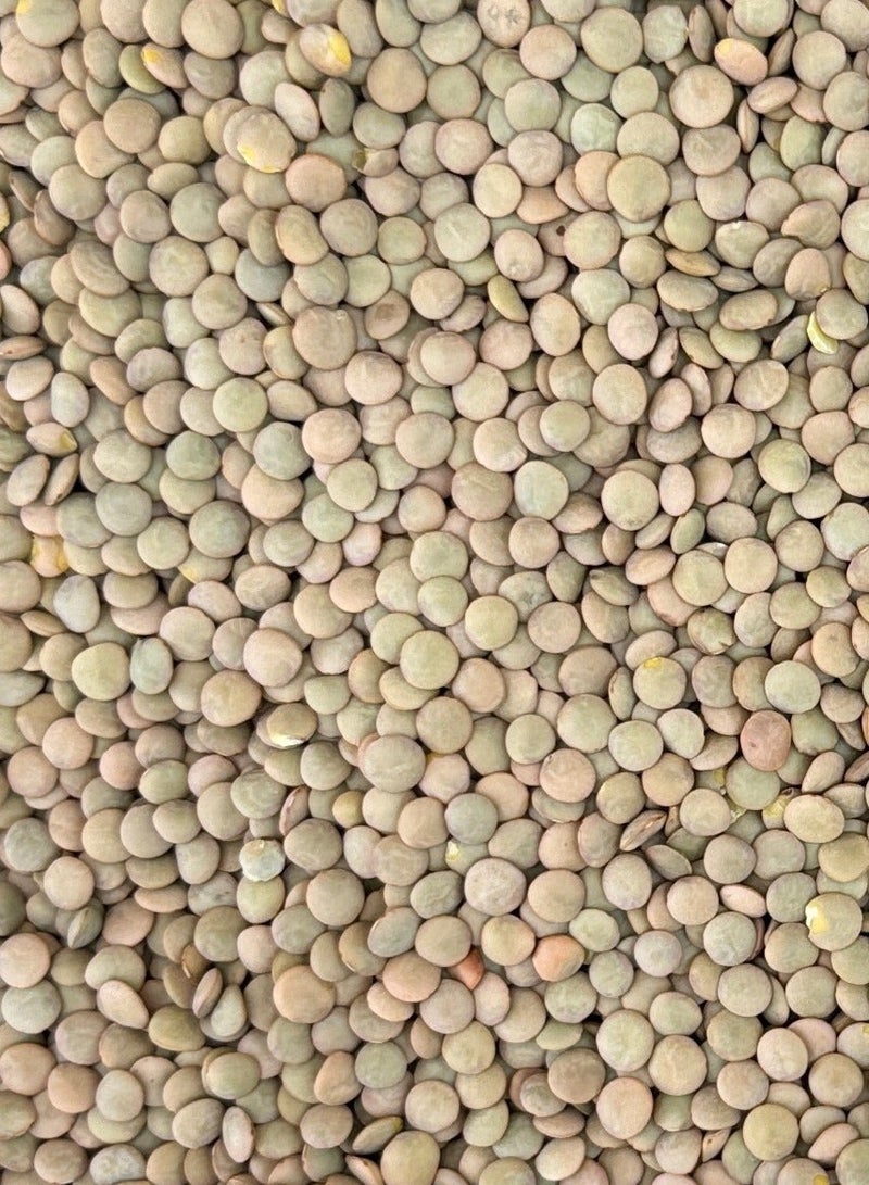 GREEN LENTIL 500 GM - Image 2