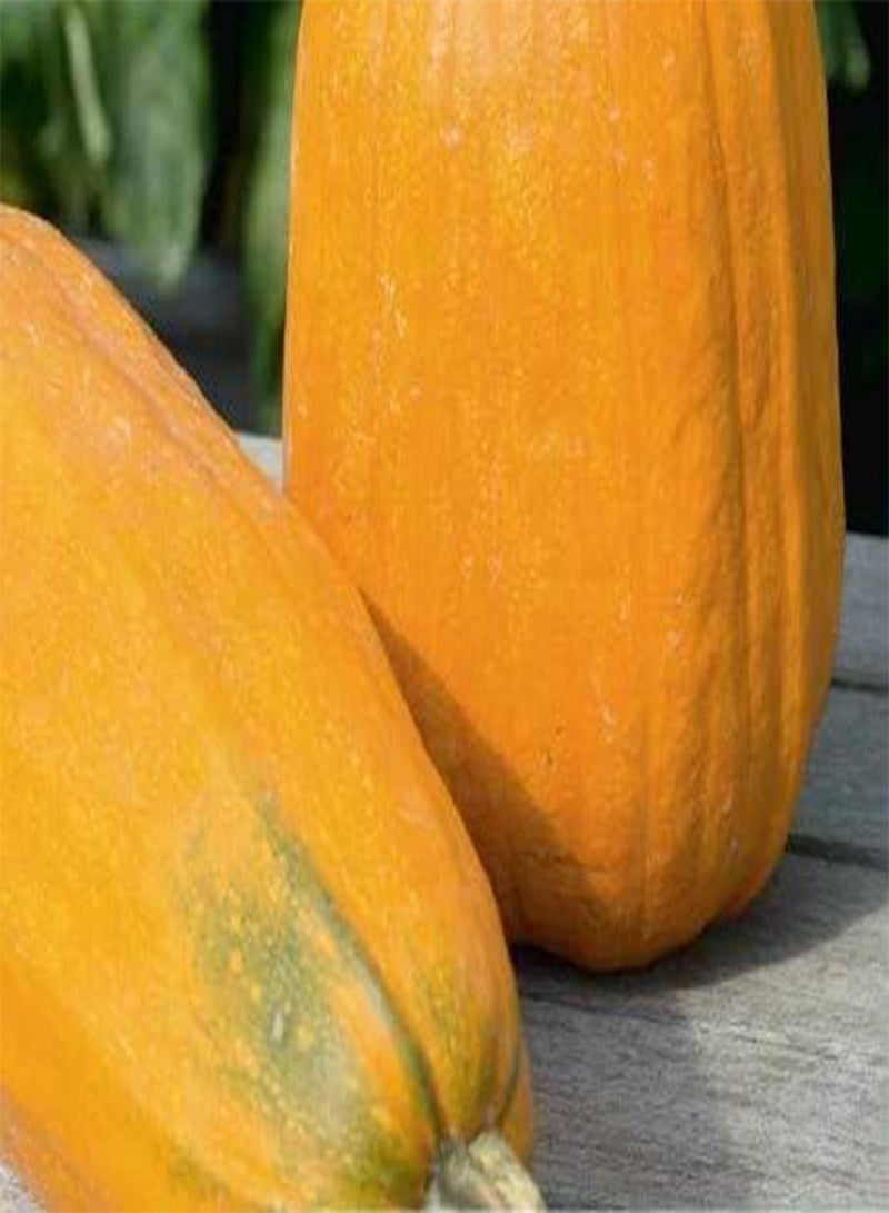 GGOOT Seeds of Vegetable Squash Long Pie