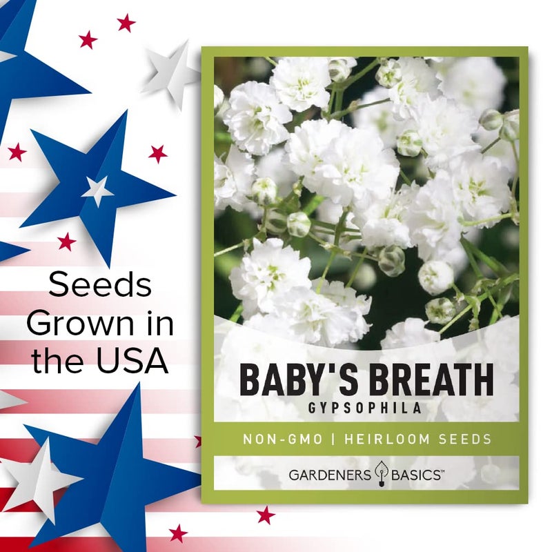 Gardeners Basics أساسيات البستنة، بذور نفس الطفل للزراعة جيسوفيلا - زهرة سنوية جميلة للقطع لترتيبات الزهور وجميلة في أسرة الزهور في حدائق الصيف أيضًا - Image 5