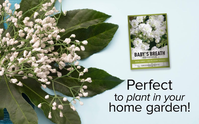 Gardeners Basics أساسيات البستنة، بذور نفس الطفل للزراعة جيسوفيلا - زهرة سنوية جميلة للقطع لترتيبات الزهور وجميلة في أسرة الزهور في حدائق الصيف أيضًا - Image 3