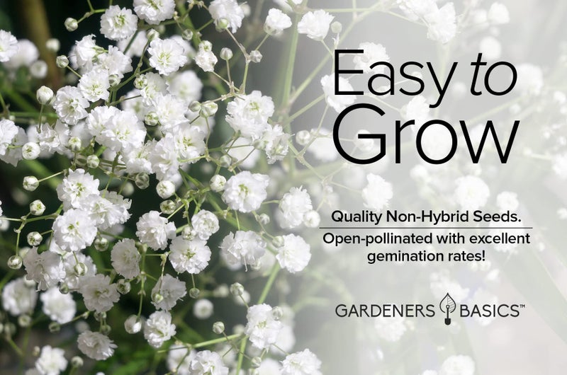 Gardeners Basics أساسيات البستنة، بذور نفس الطفل للزراعة جيسوفيلا - زهرة سنوية جميلة للقطع لترتيبات الزهور وجميلة في أسرة الزهور في حدائق الصيف أيضًا - Image 4