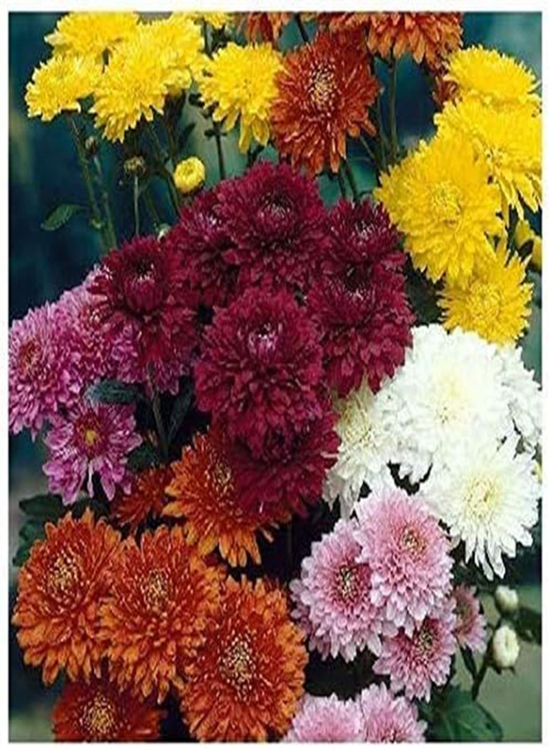 GGOOT 50Pcs Mixed Color Chrysanthemum Seeds Colorful Flower Low Maintenance Perennial Exquisite Gardening Cut Flower Decorative Plant
