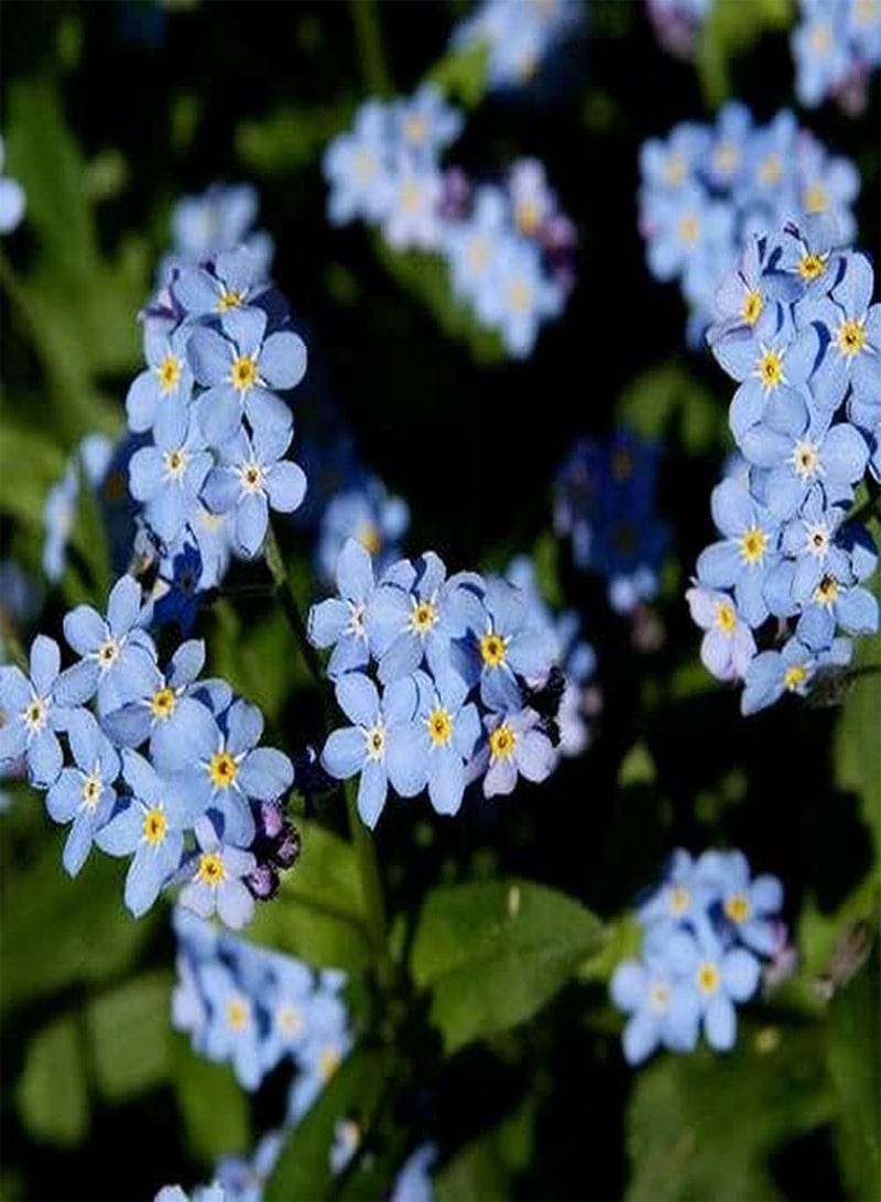 GGOOT 100pcs Rare Forget-me-not Seeds Grow Your Own Blue Flowers Don't Need Much Care Enjoy Unique Beautiful Scenery Decorative Outdoor Patio - Image 1
